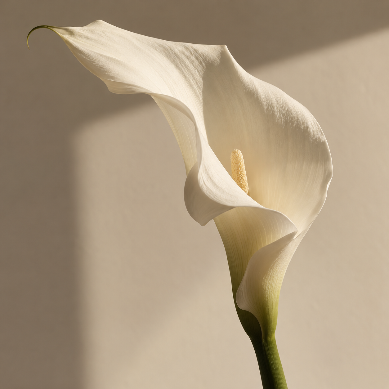 The curved edge and delicate texture of an ivory calla lily